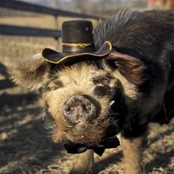 Bashi 'The Pig'