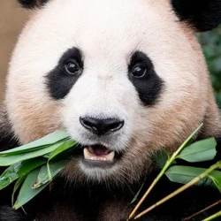 Fu Bao