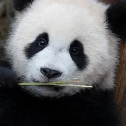 Hui Bao