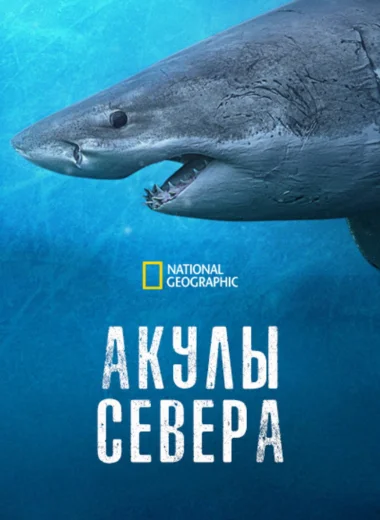 Акулы севера
