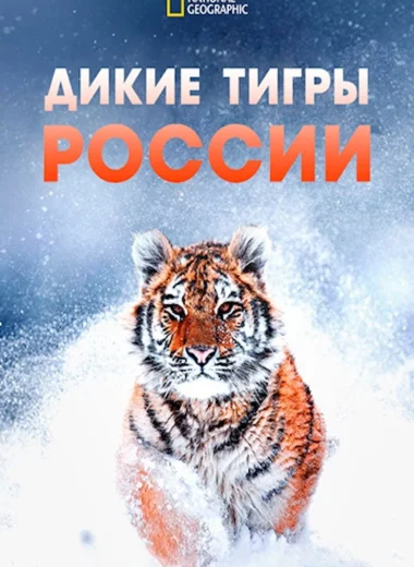 Дикие тигры России