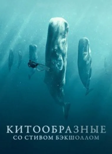 Китообразные со Стивом Бэкшоллом