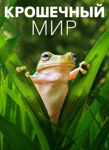 Крошечный мир