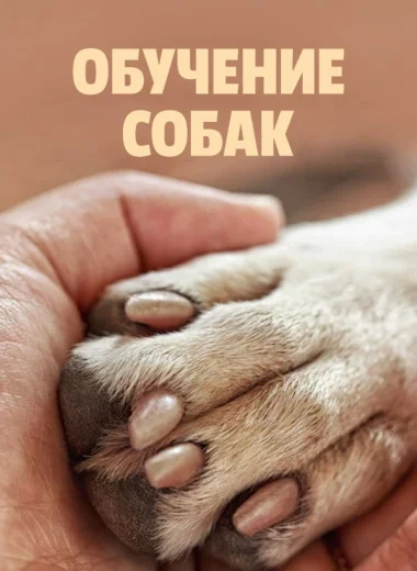 Обучение собак