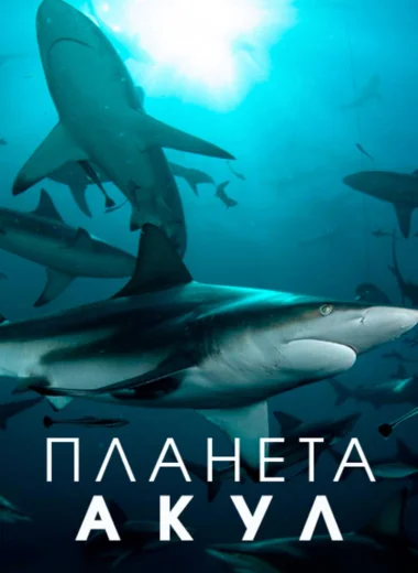 Планета акул
