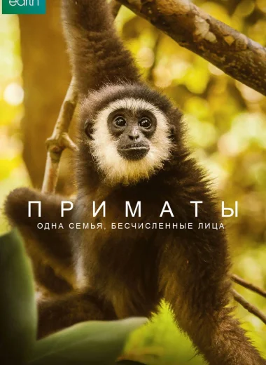 Приматы