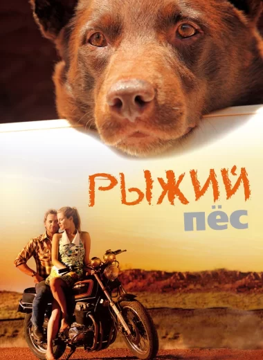 Рыжий пёс