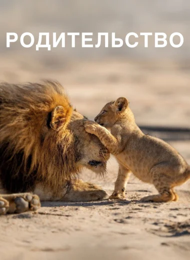 Родительство