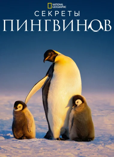Секреты пингвинов