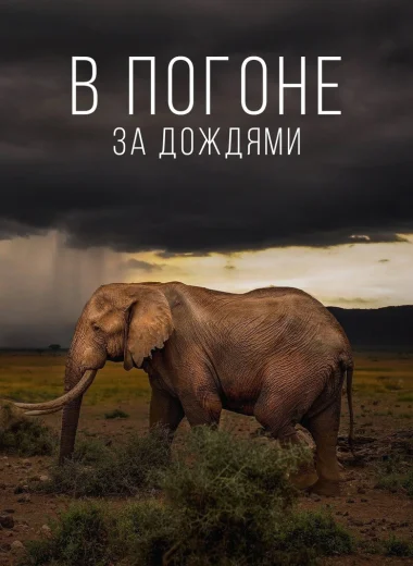 В погоне за дождями
