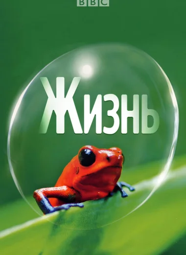 Жизнь